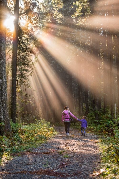 Sunlight pours through the forest canopy as a mother and child stroll along the path hand in hand.