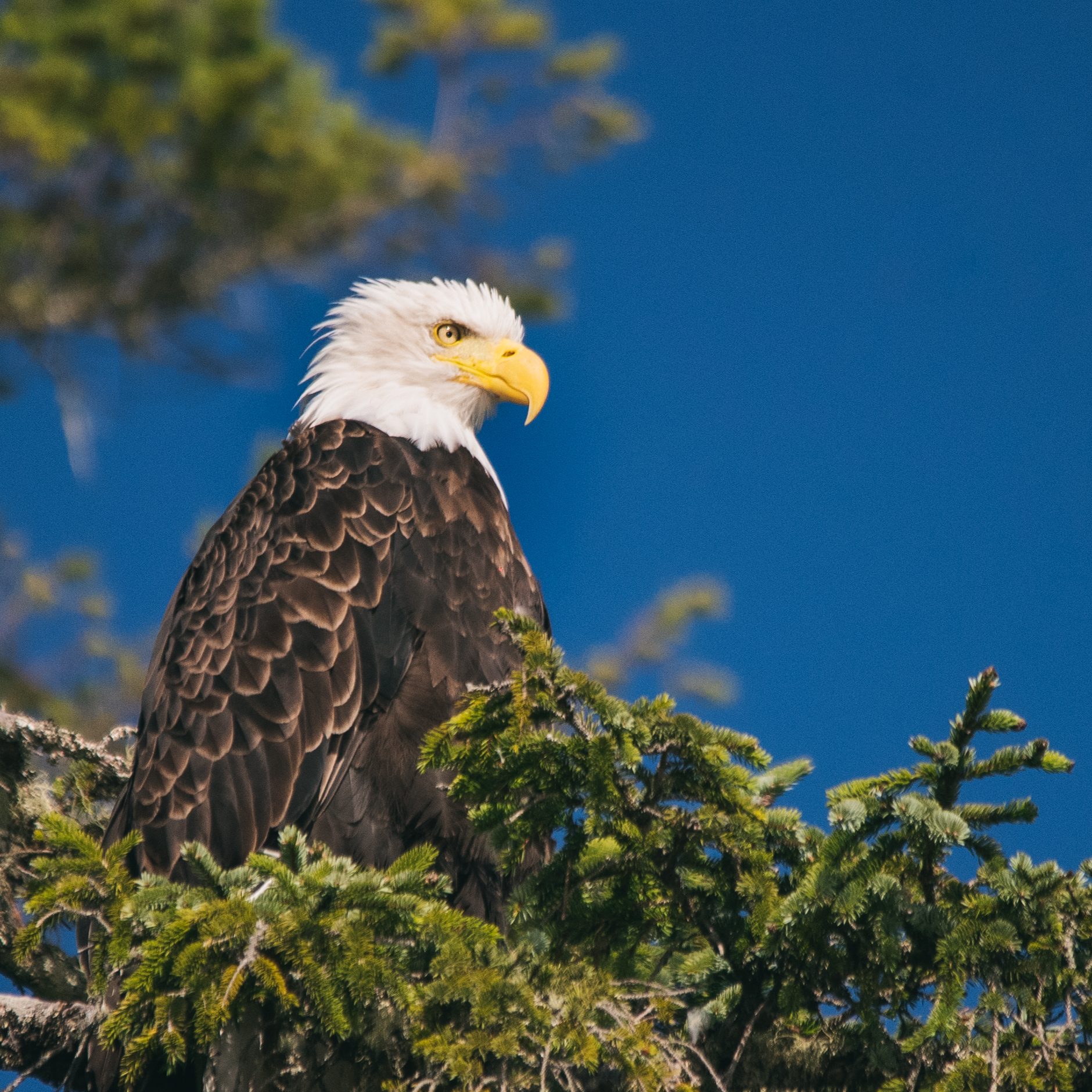 Eagle Sitting in Tree
