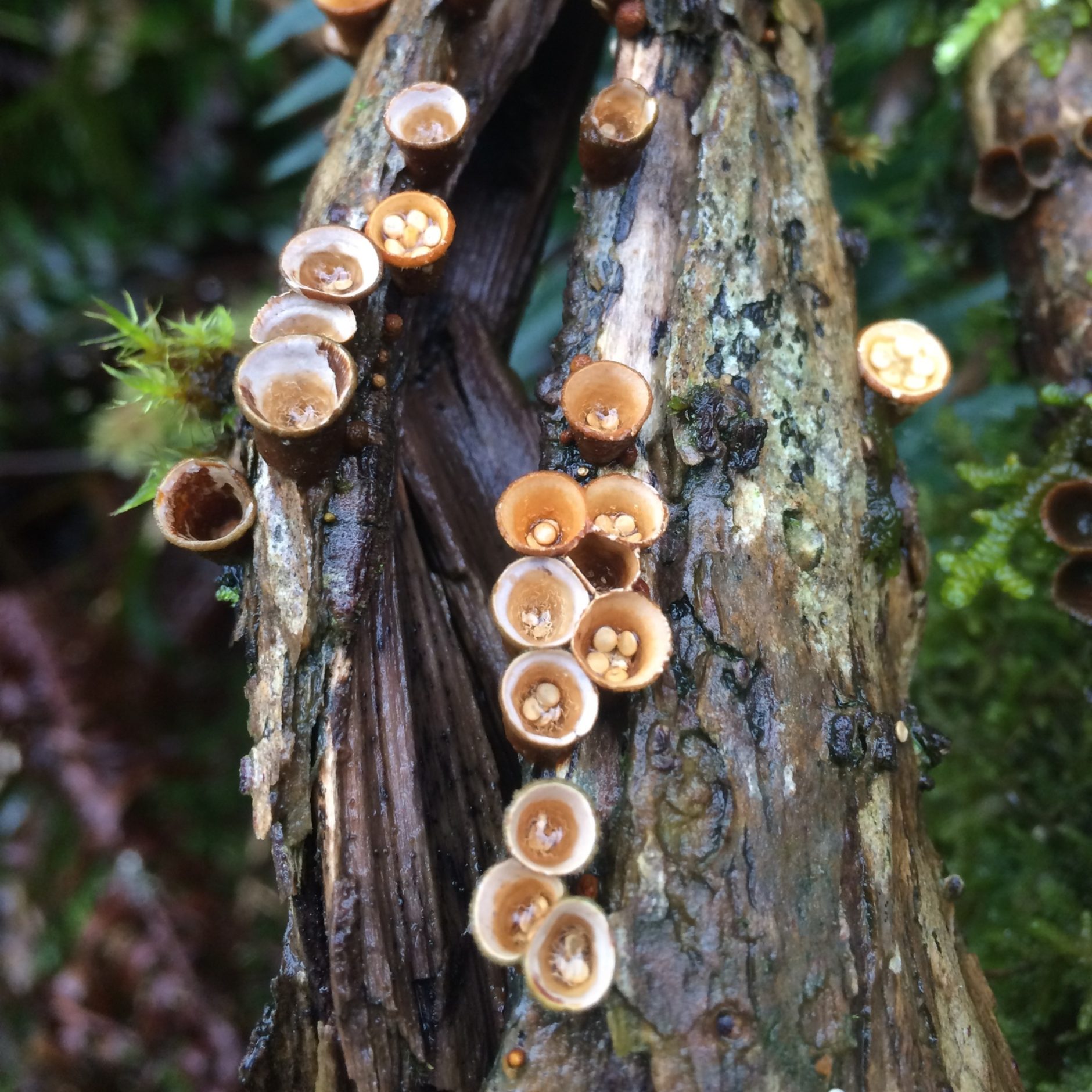 A decomposing log blooming with cup-shaped fungus that looks like it has tint eggs in it.
