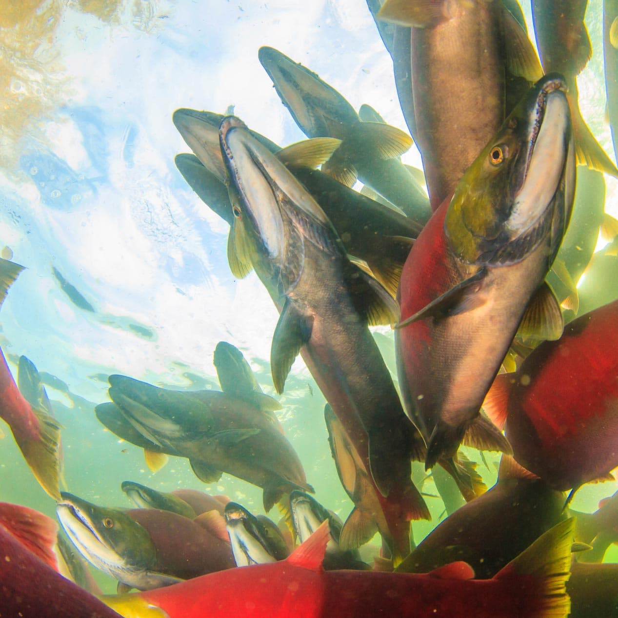 Underwater view of salmon swimming in a group